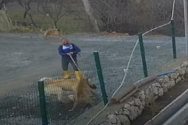 PITBUL JE NAPAO DŽINOVSKOG TURSKOG KANGALA: Usledila je KRVOLOČNA reakcija!(VIDEO)