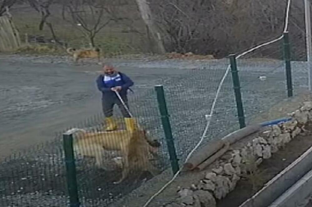 PITBUL JE NAPAO DŽINOVSKOG TURSKOG KANGALA: Usledila je KRVOLOČNA reakcija!(VIDEO)