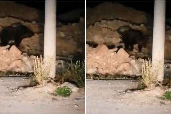 NESVAKIDAŠNJI SUSRET NA PUTU PREMA BJELAŠNICI: Medved iznenadio vozača u noćnim satima (VIDEO)