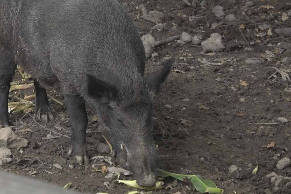 KRDO DIVLJIH SVINJA IZAZVALO OPŠTI HAOS U BAVARSKOJ: Automobili se sudarali sa životinjama!