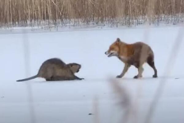 LISICA JE NAPALA DŽINOVSKOG GLODARA: Stravičan snimak krvoločnog obračuna, nije imao ŠANSE (VIDEO)