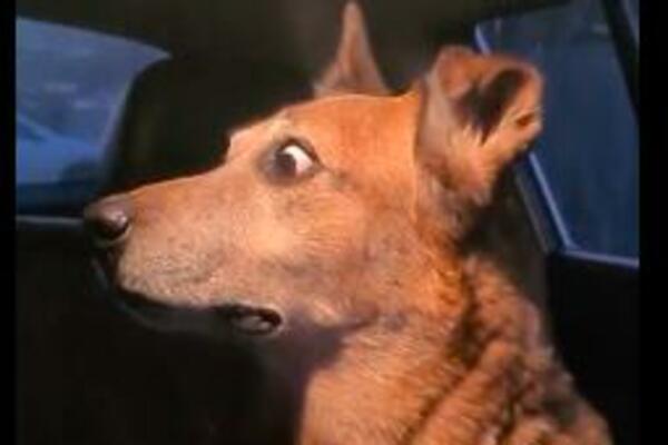 OVAJ PAS SE IZBEZUMIO POTPUNO, i vi ćete kad čujete ono što je on čuo! (VIDEO)