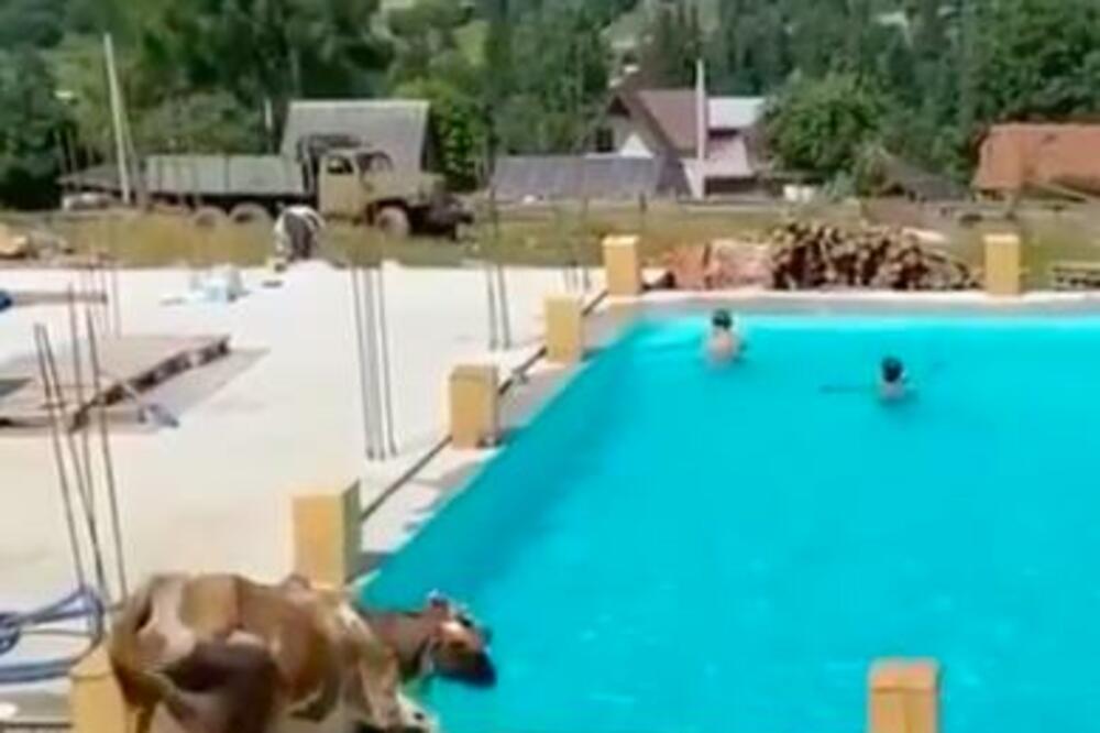 BRČKALI SU SE U BAZENU, A ONDA JE ULETELA STOKA OD 400 KG! Nisu mogli da veruju šta vide (VIDEO)
