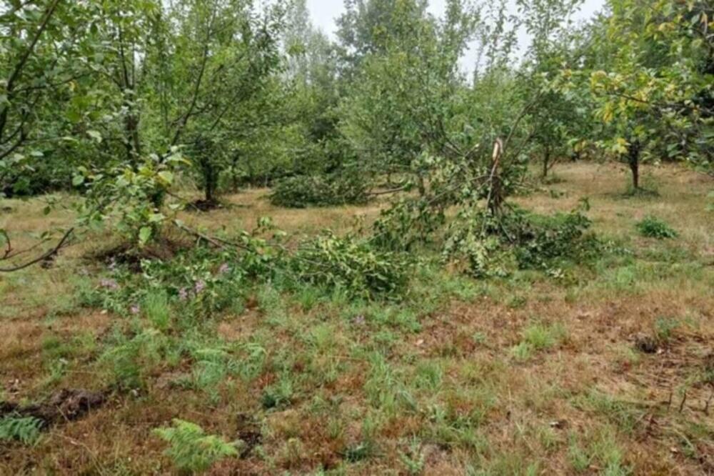 STANOVNICI U STRAHU: Sve češći napadi medveda u OVIM selima u Srbiji!