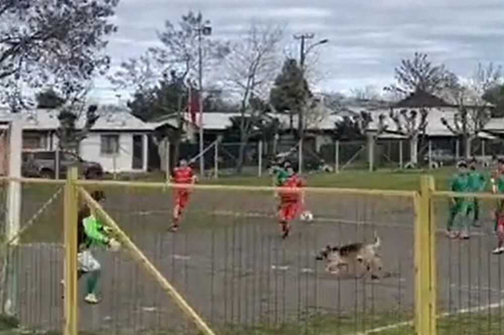 LUĐE OD OVOGA NE MOŽE: Pas postigao gol na zvaničnoj utakmici u stilu najboljih napadača! (VIDEO)