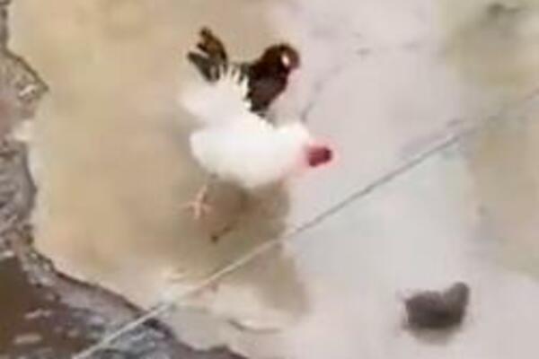 PACOV JE NAPAO KOKOŠKU, ali nije znao da je ovo NINĐA KOKOŠKA, 1 udarac u glavu je bio SMRTONOSAN (VIDEO)