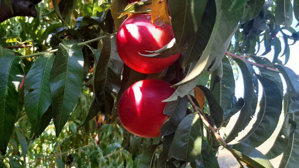 Nektarine ili breskve?