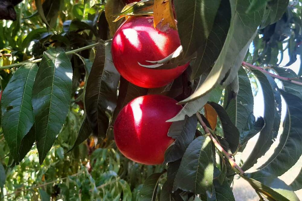 KRAĐA SE OVE GODINE MNOGIMA OSLADILA: Lopovi za noć obrali nektarine iz voćnjaka u selu Plasko (FOTO)