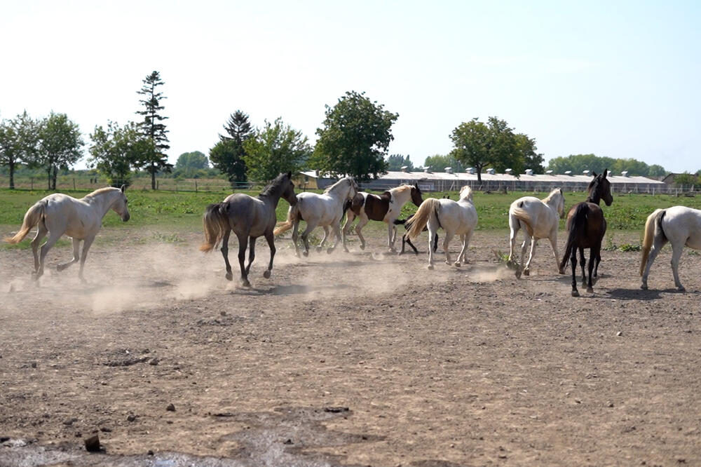 Čuli ste za Ljubičevo, Karađorđevo, Zobnaticu,ERGELA PROLEĆE KOD SREMSKE MITROVICE ima svoje autohtone konjske rase
