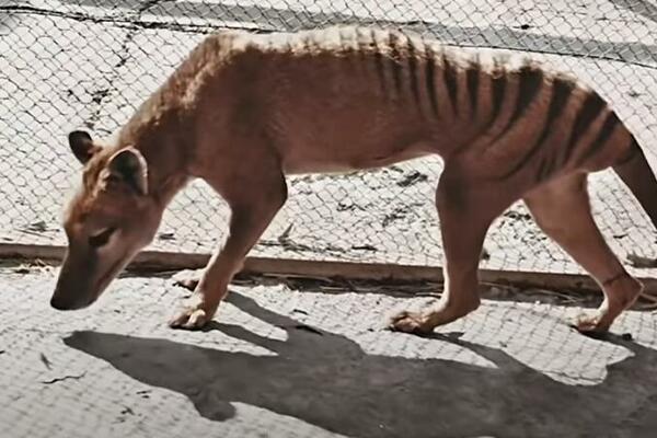 POSLEDNJI TASMANIJSKI TIGAR JE UGINUO PRE 85. GODINA: Naučnici oživeli autentične Bendžaminove snimke! (VIDEO)