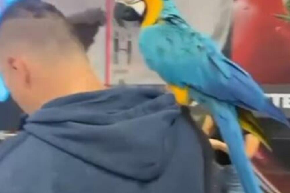 SNIMAK ZAPALIO MREŽE: Nesvakidašnji gost "prošetao" šoping centrom, BEOGRAĐANI ODUŠEVLJENI! (FOTO)