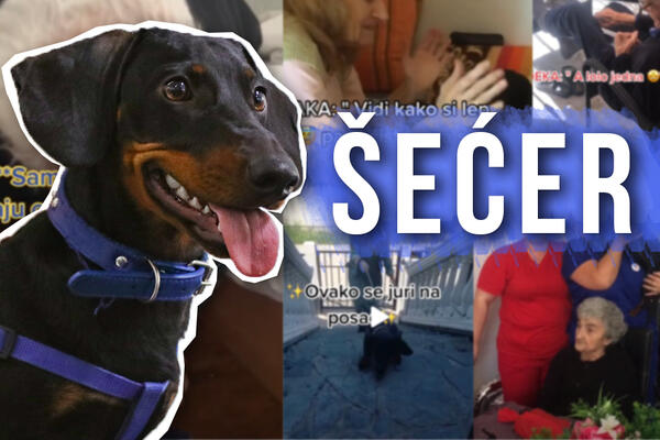 ŠEĆER NIJE OBIČAN PAS, RADI KAO TERAPEUT U DOMU ZA STARE! Ima tačno radno vreme, a korisnici ga zovu "UNUKOM" VIDEO