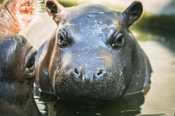 PRAZNI SE BEOGRADSKI ZOOLOŠKI VRT: Ponovo dojava o bombi
