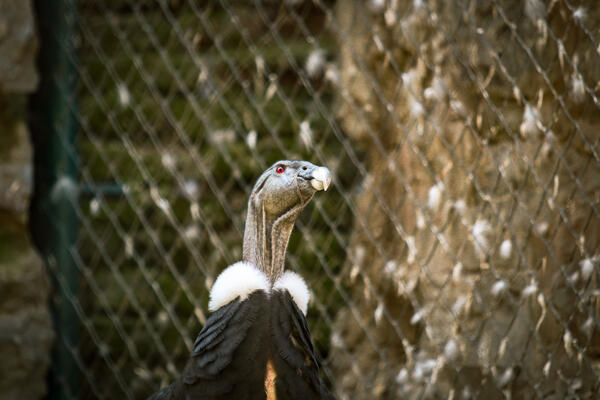 DEČAK (9) UPAO U ZOO VRT, PA KRENUO DA UBIJA ŽIVOTINJE! Dok ih je davio nije imao EMOCIJE, posetioci ZAPREPAŠĆENI
