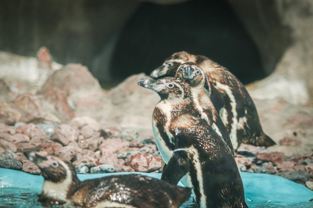 OVE PTICE NE LETE, A NE BOJE SE NIČEG: Njohovo stanište je čak VELIČINE GRADOVA