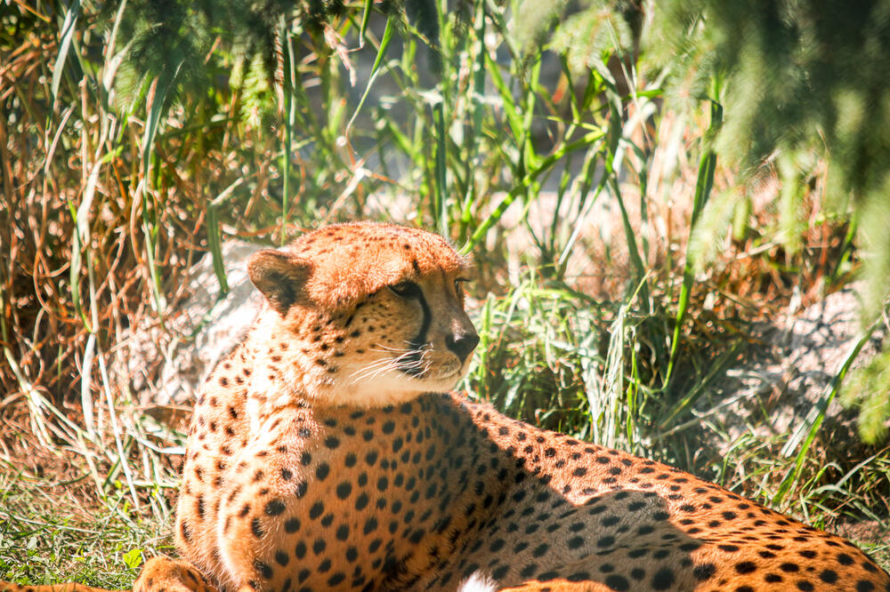 JEZIV DOGAĐAJ U INDIJI: Leopard napao BICIKLISTU koji je SMRT izbegao za DLAKU!