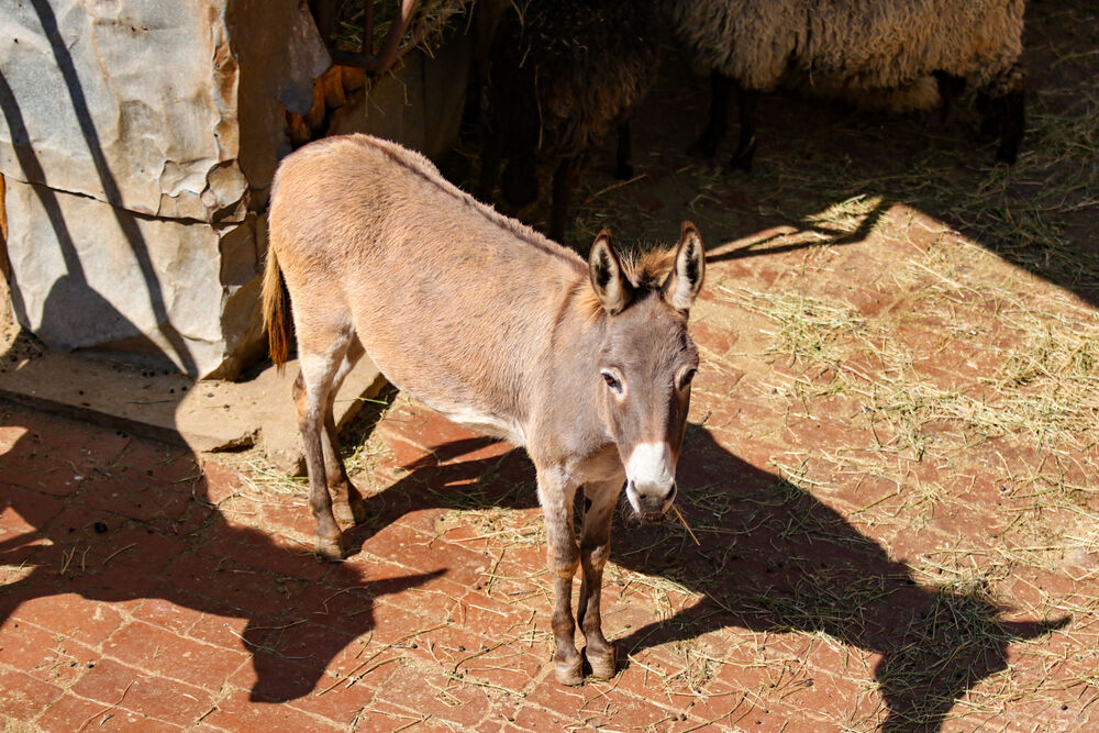 Nilski konj, beba nilski konj, beba, Zoološki vrt, Zoo vrt, Beo zoo vrt, Leopard, Pingvini, Kornjače, Magarac