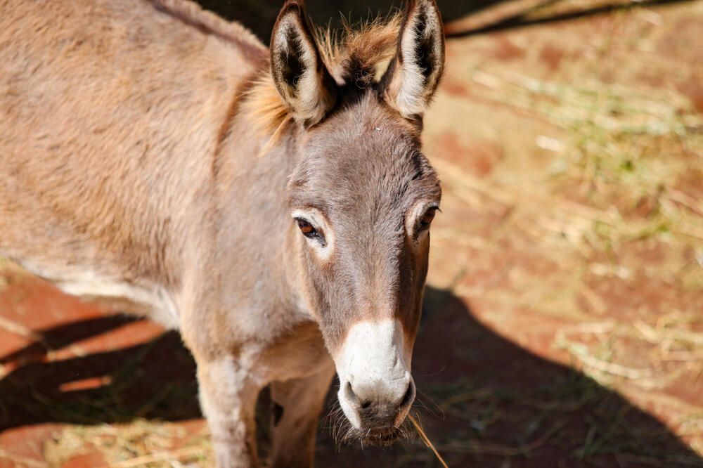 HOROR U SKOPSKOM ZOO VRTU: Podnete krivične prijave za GNUSAN ZLOČIN NAD ŽIVOTINJAMA, uhapšeno 5 radnika!