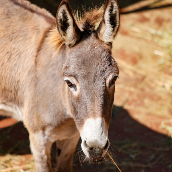 HOROR U SKOPSKOM ZOO VRTU: Podnete krivične prijave za GNUSAN ZLOČIN NAD ŽIVOTINJAMA, uhapšeno 5 radnika!