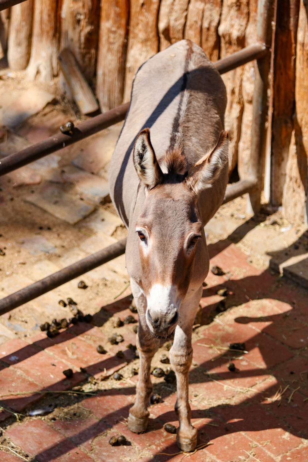 Nilski konj, beba nilski konj, beba, Zoološki vrt, Zoo vrt, Beo zoo vrt, Leopard, Pingvini, Kornjače, Magarac