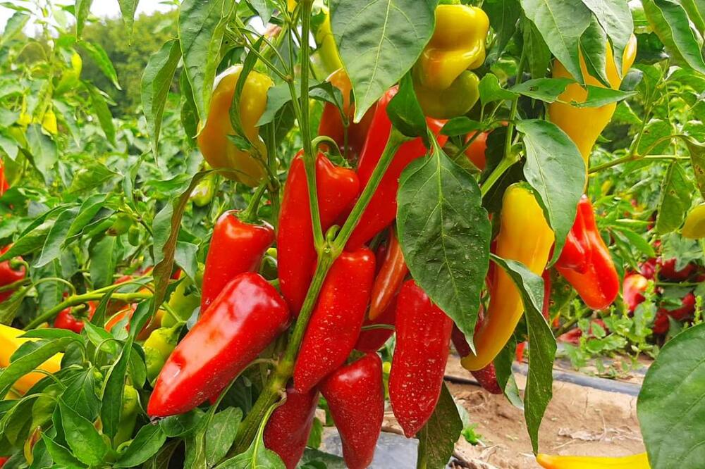 NAKON PRESAĐIVANJA PAPRIKA MORATE DA URADITE 1 STVAR: Samo tako će RASTI i plod će BITI ZDRAV