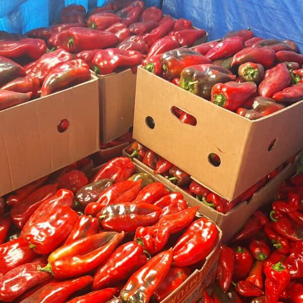 Koliko košta zimnica ove godine? Tegla ajvara skuplja od kilograma mesa, skače i cena paprike