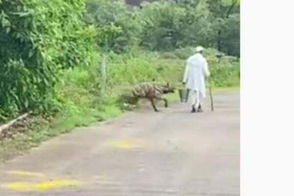 UZNEMIRUJUĆE! HIJENA ZARILA ZUBE U ČOVEKA: Snimak gledate na SOPSTVENU ODGOVORNOST! (VIDEO)