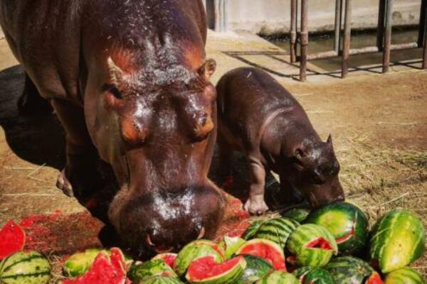TEK STIGAO NA SVET, A VEĆ UŽIVA! Beba nilski konj sa mamom Julkom jede poslasticu u Beo zoo-vrtu! (FOTO)