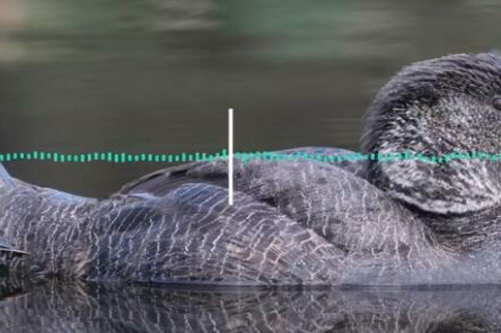 AKO STE MISLILI DA STE SVE VIDELI: Snimak patke kako PSUJE nateraće vam SUZE na oči (VIDEO)