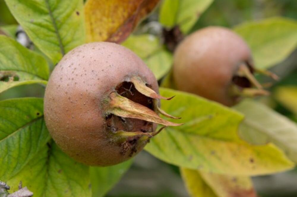 EVO ŠTA LEČI ŠAKA MUŠMULA: Sada ih ima U SVAKOJ RADNJI, direktno "UDARAJU" na OVU BOLJKU! Spas je za...