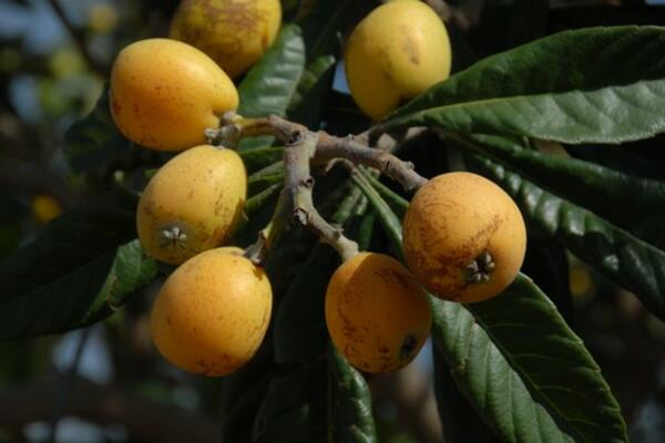 Ova biljka se lako gaji, a donosi jako dobru zaradu: Dodatni profit daje čak i rakija