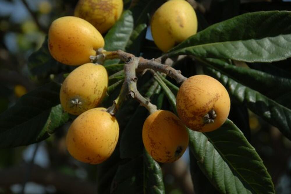 Ova biljka se lako gaji, a donosi jako dobru zaradu: Dodatni profit daje čak i rakija