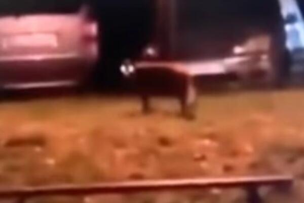 OVO STVORENJE JE SNIMLJENO U BEOGRADSKOM NASELJU: Niko ga tu nije očekivao! (VIDEO)