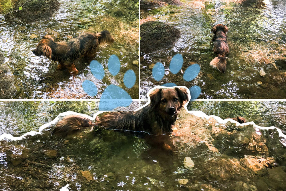 UPOZNAJTE NAJSREĆNIJEG PSA U SRBIJI! Nazvali smo ga Džeki, a on živi i uživa u pravom RAJU NA ZEMLJI (VIDEO)