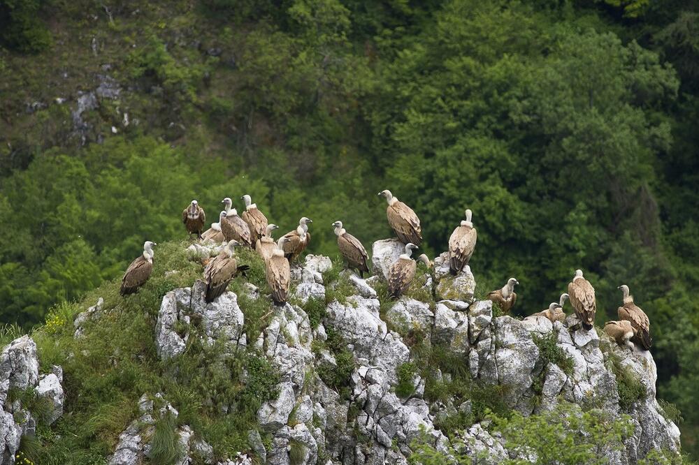 Alarmantno stanje u Srbiji: Jedna vrsta ptica je potpuno nestala!