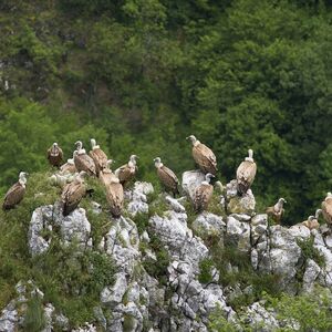 Alarmantno stanje u Srbiji: Jedna vrsta ptica je potpuno nestala!