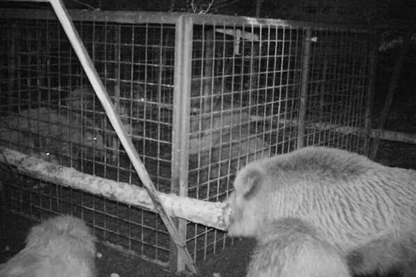 NAJBOLJA AKCIJA SPASAVANJA IKADA: Neviđeni snimak stiže iz Češke, nateraće vam SUZE NA OČI (FOTO)