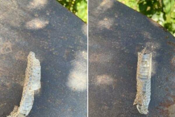 SRPKINJA PRONAŠLA ZMIJINU "KOŠULJICU": Njena reakcija je bila šokantna! (FOTO)