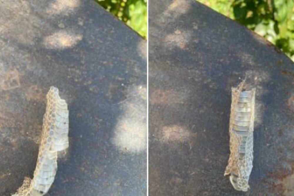 SRPKINJA PRONAŠLA ZMIJINU "KOŠULJICU": Njena reakcija je bila šokantna! (FOTO)