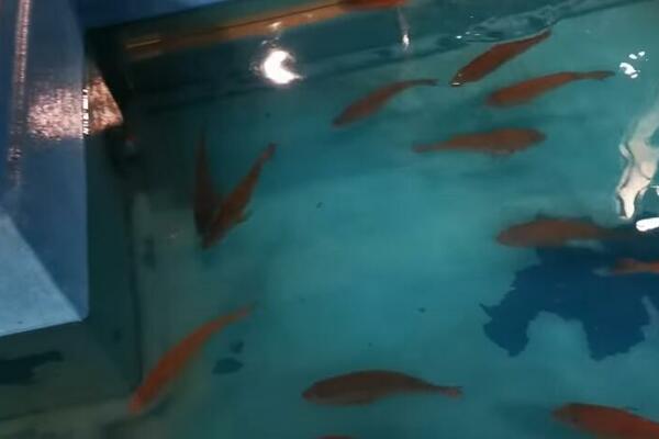 JEDE VAM SE RIBA? U 1 restoranu u Japanu imate priliku SAMI da je upecate (VIDEO)