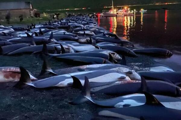OKRUTAN I NEPOTREBAN MASAKR NA FARSKIM OSTRVIMA: Ubijeno skoro 1.500 delfina u okviru tradicionalnog lova! (FOTO)
