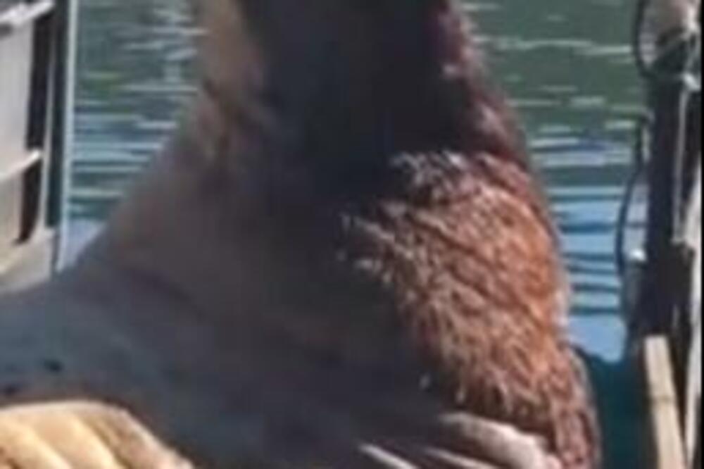 RIBAR VS MORSKI LAV: Neviđeni snimak kruži Internetom, nikome nije bilo SVEJEDNO (VIDEO)