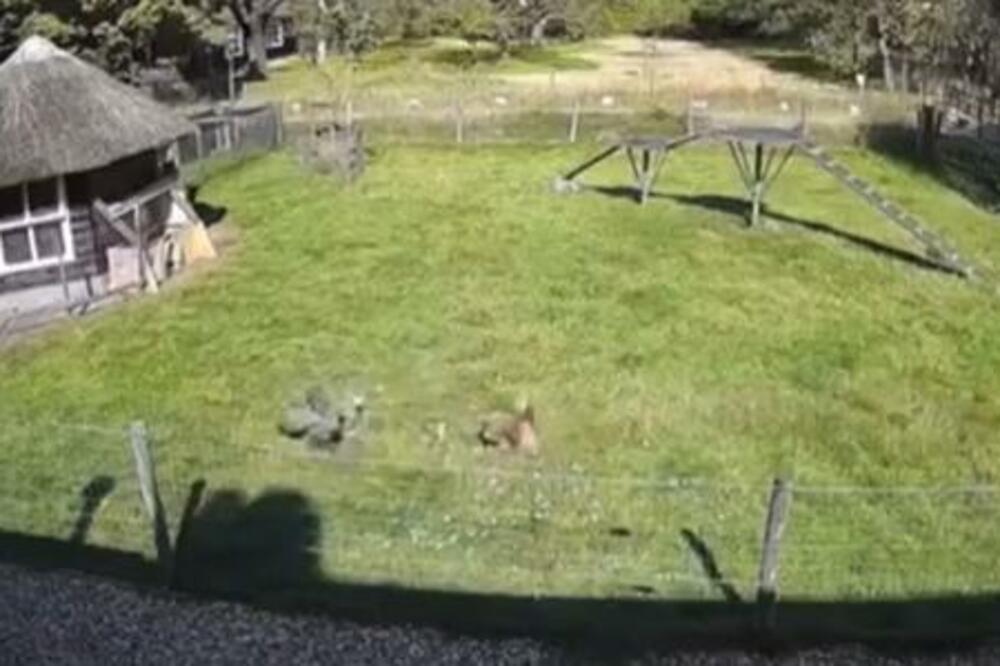 JASTREB NAPAO KOKOŠKU, U POMOĆ PRISKOČILI PEVAC I JARČIĆ I SPASILI JE! Nije BASNA, stvarno je! (VIDEO)