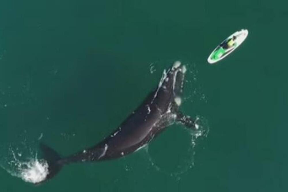 15-METARSKI KIT DOPLIVAO DO ŽENE USRED OKEANA: Dron snimio fascinantan trenutak BLISKOG SUSRETA! (VIDEO)