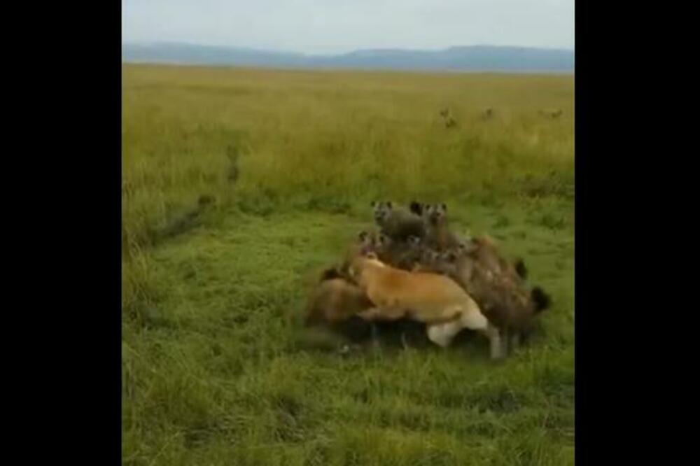 ČOPOR HIJENA NAPAO JE LAVICU: Izgledalo je da joj je SMRT SIGURNA! (VIDEO)