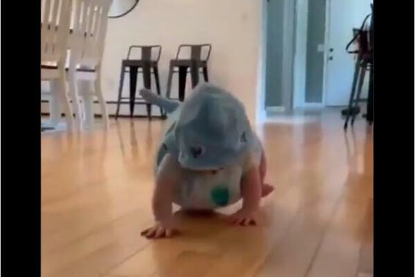 BEBA AJKULA: Lovi sve što se nađe ispred nje! (VIDEO)