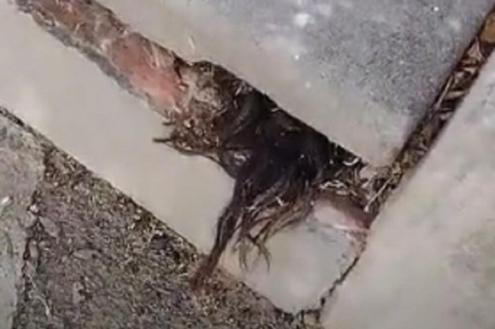 NOĆ ŽIVIH MRTVACA: Video KOSU kako izvire iz groba, objašnjena ovog fenomena su JEZIVA! (VIDEO)