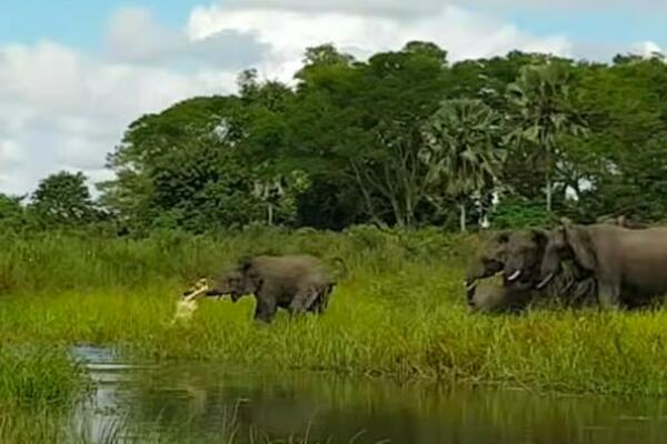 DŽINOVSKI KROKODIL JE ISKOČIO IZ VODE I NAPAO SLONA: Usledila je prava DRAMA! (VIDEO)