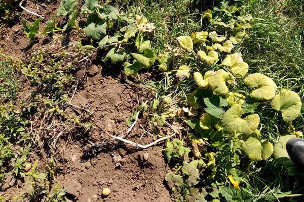 MEŠTANI SRPSKOG SELA DANIMA U STRAHU: Divlje svinje im prave PAKAO, sve UNIŠTAVAJU što im se nađe na putu! (FOTO)