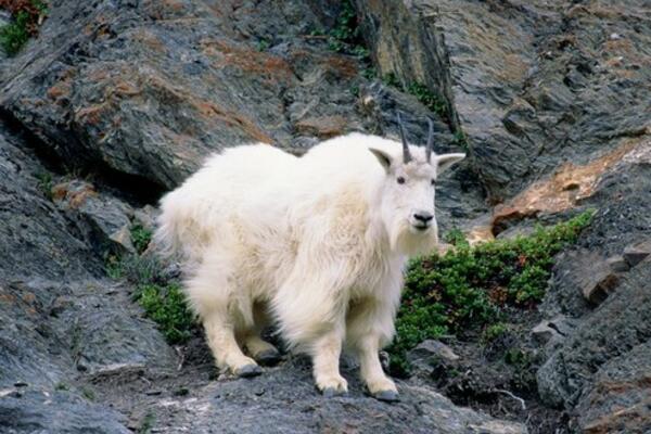 PLANINSKI JARAC UBIO GRIZLIJA! Medved je umro PROBODEN, nezapamćen slučaj u Kanadi (FOTO)